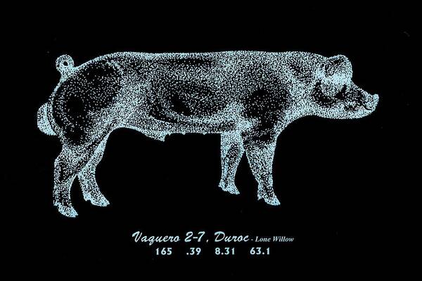 Danish Duroc Art Print featuring the drawing Danish Duroc #2 by Larry Campbell