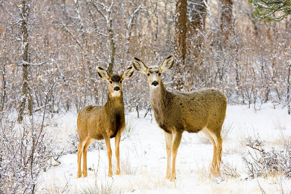 Mule Deer Art Print featuring the photograph Deer in the Snowy Woods #1 by Steven Krull