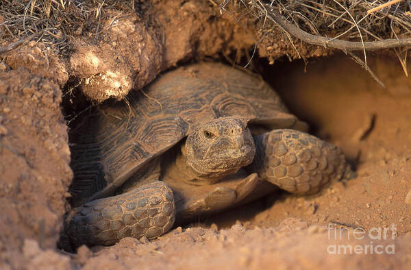 Desert Tortoise Art Print featuring the photograph Desert Tortoise, Utah #1 by William H. Mullins