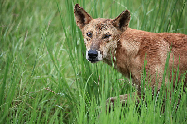  Art Print featuring the photograph Dingo in the Wild V3 #1 by Douglas Barnard