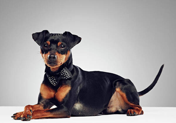 Alertness Art Print featuring the photograph Dog Wearing Bow Tie #1 by 24frames