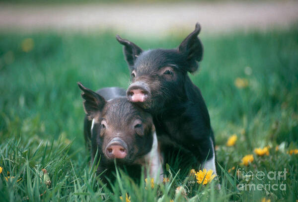 Nature Art Print featuring the photograph Domestic Piglets by Alan Carey