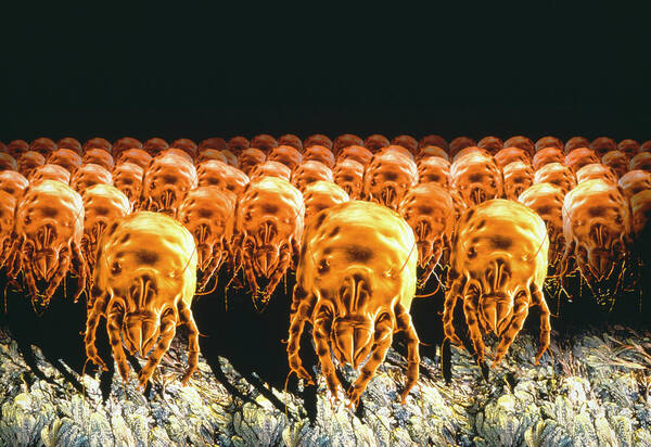 Dust Mites Art Print featuring the photograph Dust Mites #1 by Phototake/science Photo Library
