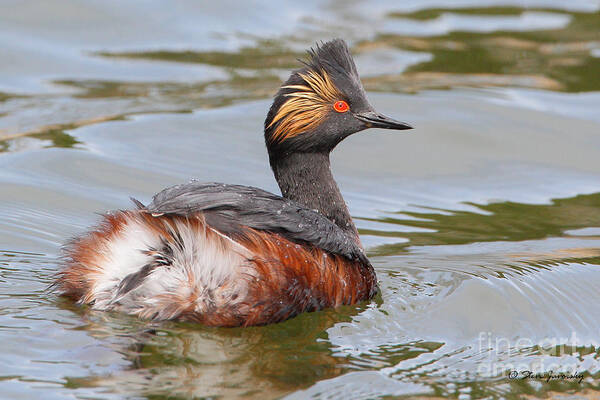 Eared Grebe Art Print featuring the photograph Eared Grebe #1 by Steve Javorsky