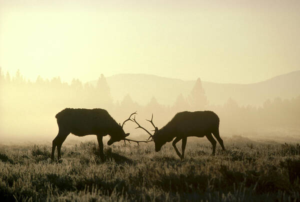 Feb0514 Art Print featuring the photograph Elks Sparring Yellowstone Np Wyoming #1 by Michael Quinton