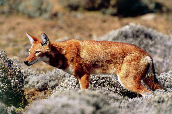 Ethiopian Wolf Art Print featuring the photograph Ethiopian Wolf #1 by Tony Camacho/science Photo Library