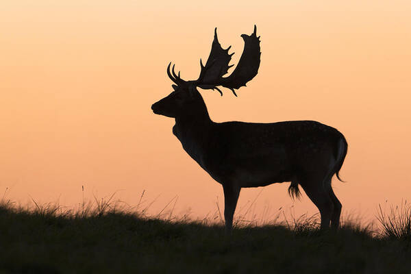 Feb0514 Art Print featuring the photograph Fallow Deer Buck At Sunset Denmark #1 by Duncan Usher