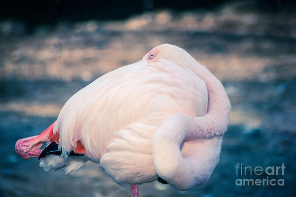 Animal Art Print featuring the photograph Flamingo 2b #1 by Hannes Cmarits