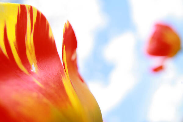 Brooklyn Art Print featuring the photograph Floating Orange Tulips 04 #1 by Keith Thomson