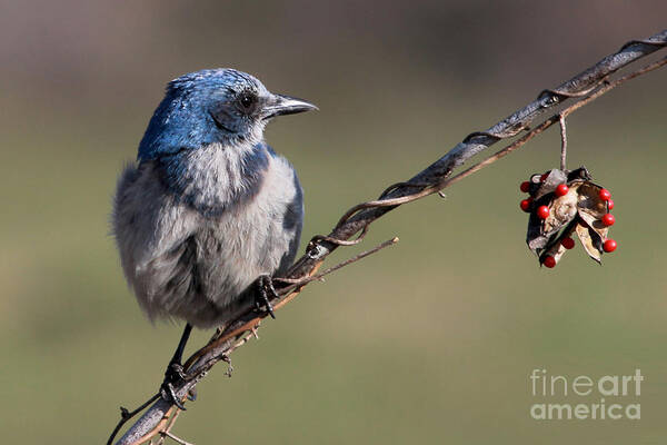 Florida Scrub Jay Art Print featuring the photograph Florida Scrub Jay #2 by Meg Rousher