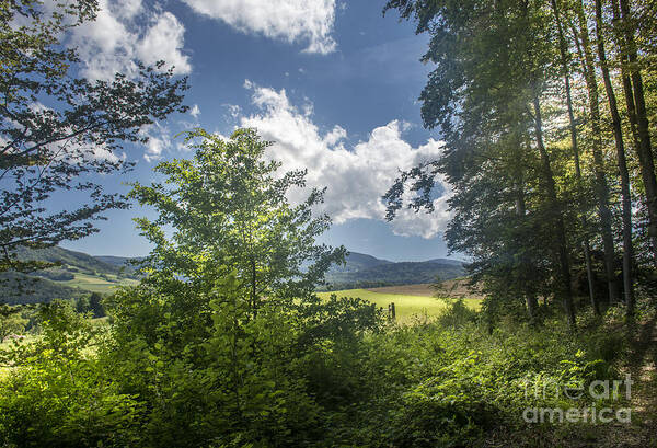 Happy Forest Art Print featuring the photograph Forest Beauty #1 by Bruno Santoro