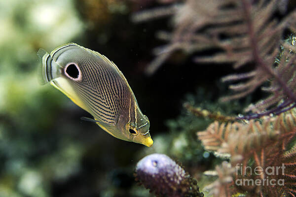 Foureye Art Print featuring the photograph Foureye Butterflyfish #1 by JT Lewis