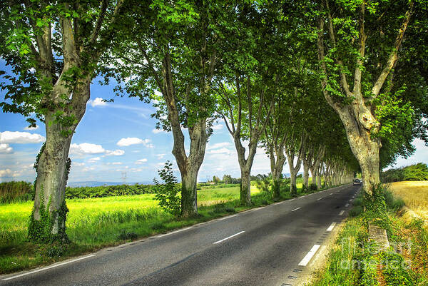 Road Art Print featuring the photograph Road in french countryside by Elena Elisseeva