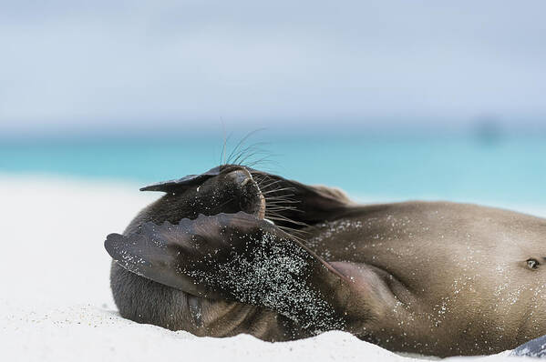 Tui De Roy Art Print featuring the photograph Galapagos Sea Lion Pup Covering Face by Tui De Roy