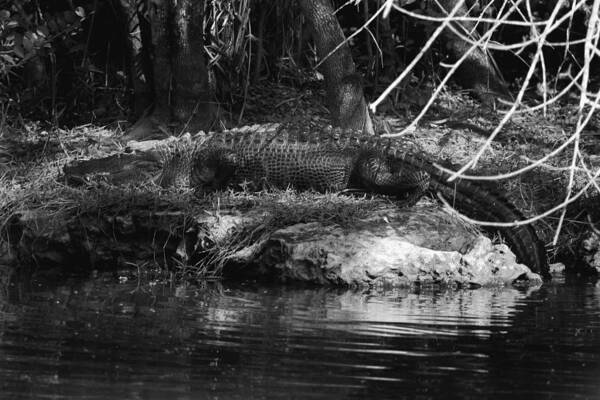 Florida Alligator Art Print featuring the photograph Gator pond #1 by Joseph G Holland