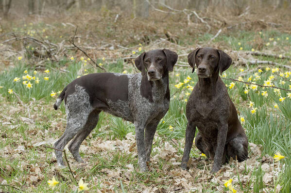 Dog Art Print featuring the photograph German Short-haired Pointers by John Daniels