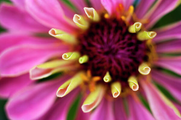 Outdoors Art Print featuring the photograph Germany, Zinnia Flower, Close Up #1 by Westend61