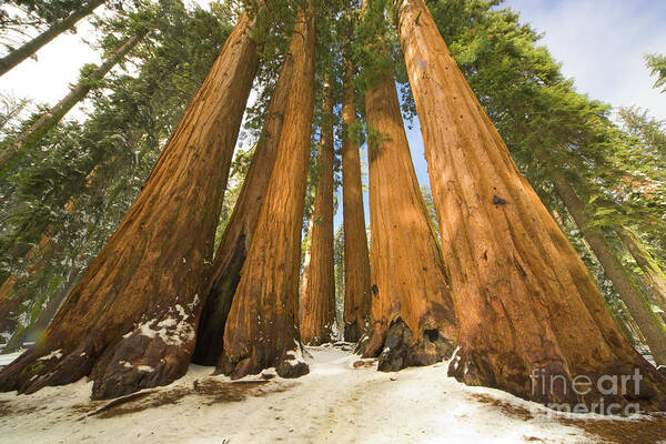 00431218 Art Print featuring the photograph Giant Sequoias After First Snow by Yva Momatiuk John Eastcott