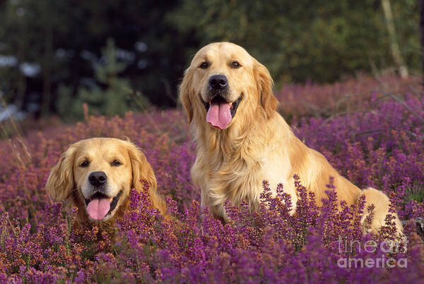 Golden Retriever Art Print featuring the photograph Golden Retriever Dogs In Heather #1 by John Daniels