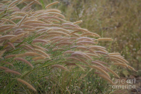 Brown Art Print featuring the photograph Grass together in a group #1 by Tosporn Preede