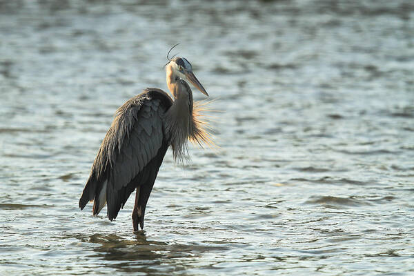 Great Blue Heron Art Print featuring the photograph Great Blue Heron #1 by Doug McPherson