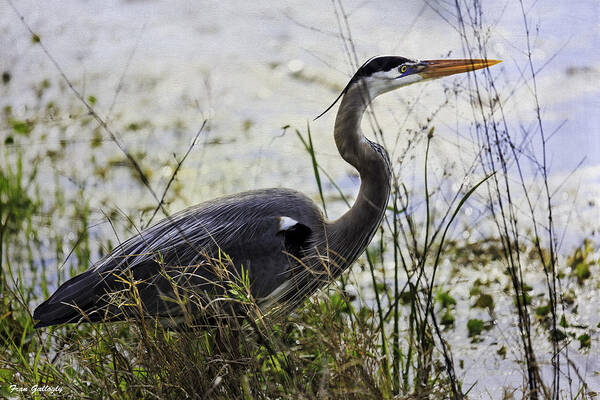 Heron Art Print featuring the photograph Great Blue Heron #1 by Fran Gallogly