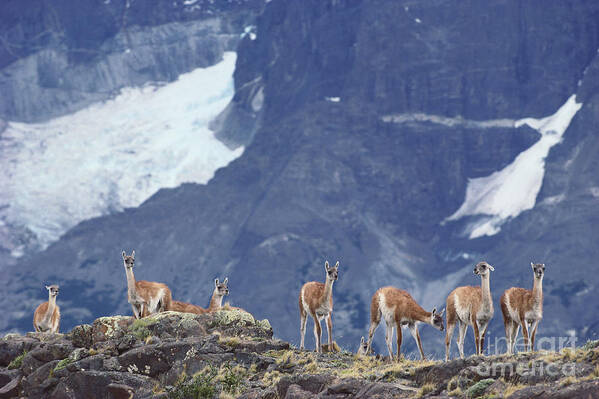 Outdoors Art Print featuring the photograph Guanaco #1 by Art Wolfe