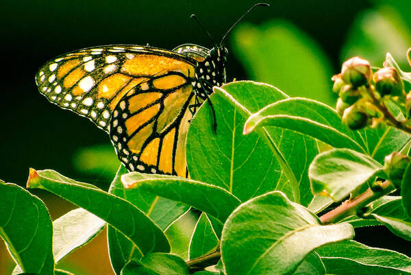Monarch Art Print featuring the photograph Hanging Around #1 by Stacy Michelle Smith