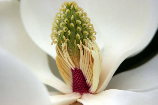 Magnolia Art Print featuring the photograph Heart of the magnolia #2 by Andy Lawless