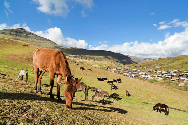 Abyssinia Art Print featuring the photograph Herds Grazing Near The Village #1 by Martin Zwick