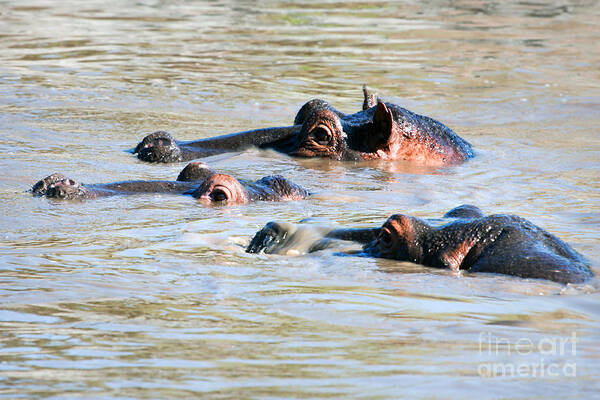 Hippo Art Print featuring the photograph Hippopotamus group in river. Serengeti. Tanzania #1 by Michal Bednarek