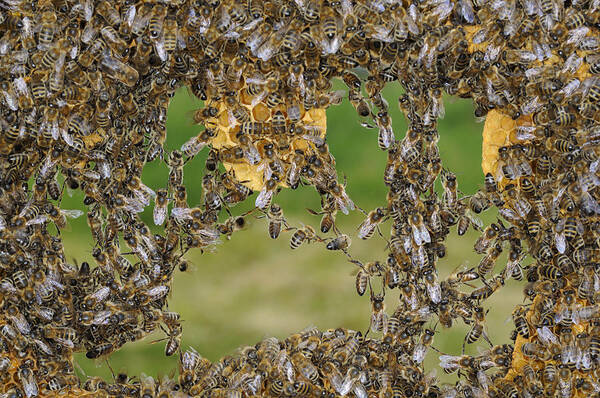 Feb0514 Art Print featuring the photograph Honey Bees Join To Repair Honeycomb #1 by Heidi & Hans-Juergen Koch