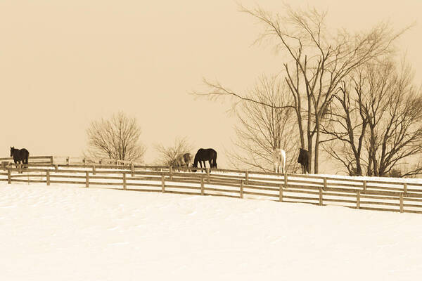 Winter Wonderland Art Print featuring the photograph Horse Farm #1 by Nick Mares