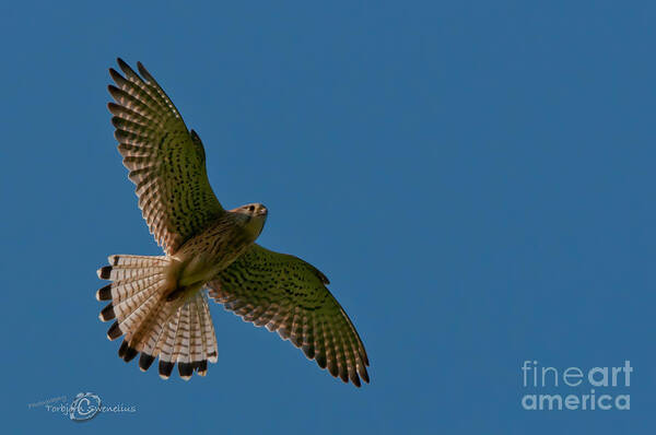 Hovering Kestrel Art Print featuring the photograph Hovering by Torbjorn Swenelius