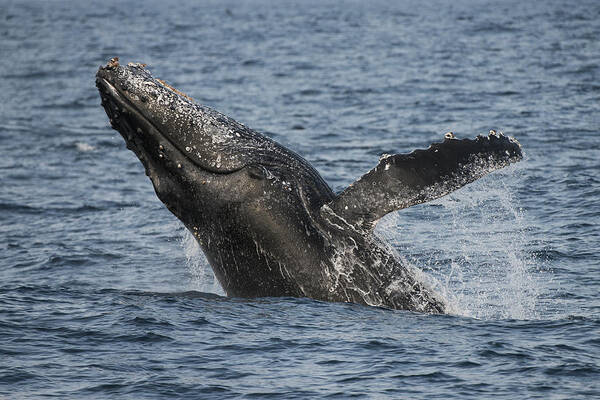 Feb0514 Art Print featuring the photograph Humpback Whale Breaching South Africa #1 by Pete Oxford