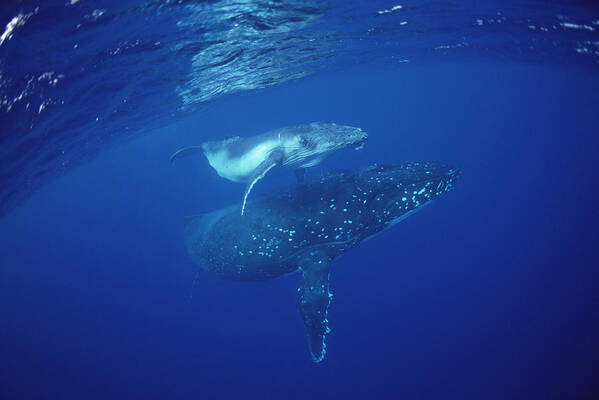 Feb0514 Art Print featuring the photograph Humpback Whale Mother And Calf Tonga by Flip Nicklin