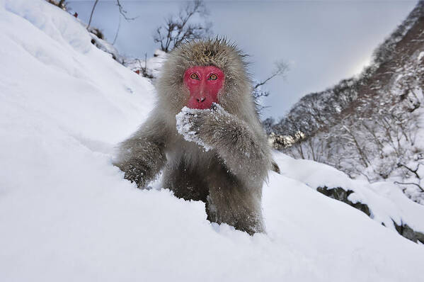 Thomas Marent Art Print featuring the photograph Japanese Macaque In Snow Jigokudani #1 by Thomas Marent