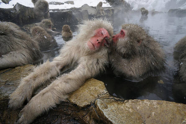 Feb0514 Art Print featuring the photograph Japanese Macaques Grooming In Hot Spring #1 by Hiroya Minakuchi