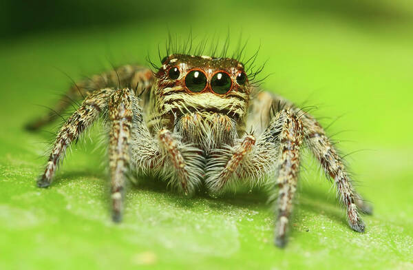 Coimbatore Art Print featuring the photograph Jumping Spider #1 by Karthik Photography