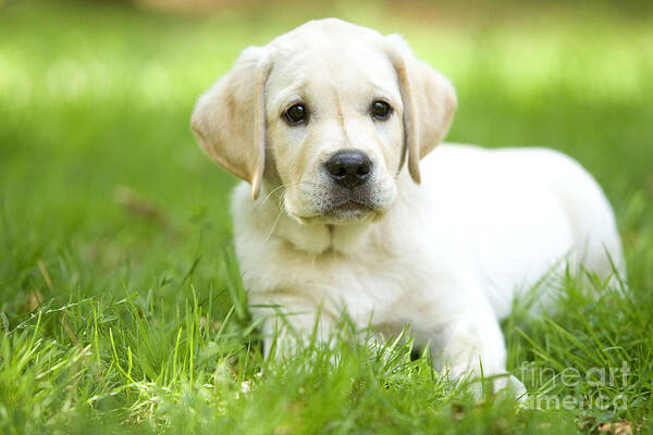 Labrador Retriever Art Print featuring the photograph Labrador Puppy #1 by Jean-Michel Labat