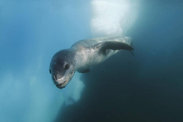 Feb0514 Art Print featuring the photograph Leopard Seal Antarctica #2 by Hiroya Minakuchi