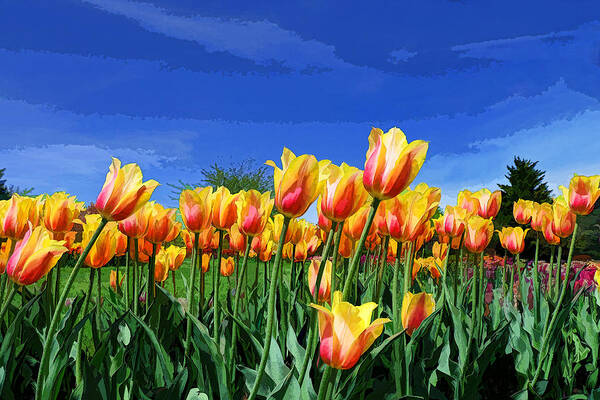 Tulip Art Print featuring the photograph Line of Beauty by Allen Beatty