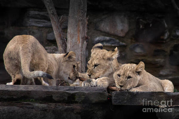 Lion Art Print featuring the photograph Lion Cubs #1 by David Rucker