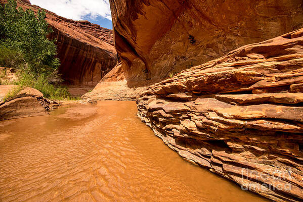 Coyote Gulch Art Print featuring the photograph Lower Coyote Gulch - Utah #1 by Gary Whitton