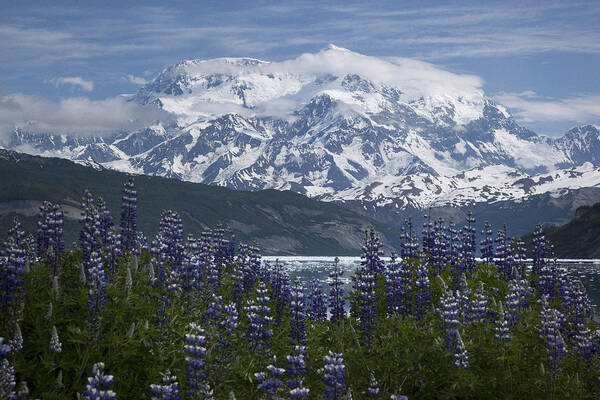 00477995 Art Print featuring the photograph Lupine And Mount Elias #2 by Matthias Breiter