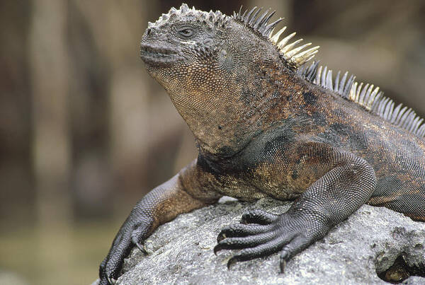Feb0514 Art Print featuring the photograph Marine Iguana Clings To Lava Rock #1 by Tui De Roy