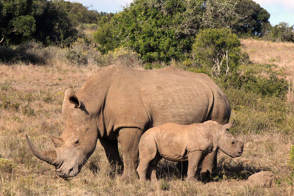 White Rhino Art Print featuring the photograph Mother and Baby #2 by Chris Whittle