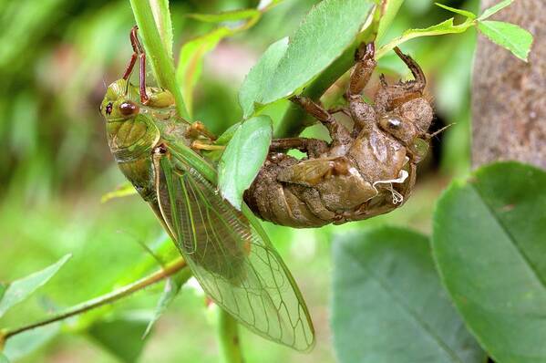 Cicada Art Print featuring the photograph Newly Emerged Green Grocer Cicada #1 by Dr Jeremy Burgess
