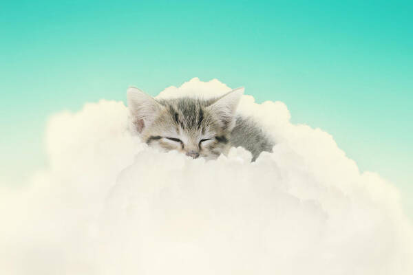 Kitten Art Print featuring the photograph On Cloud Nine #1 by Amy Tyler