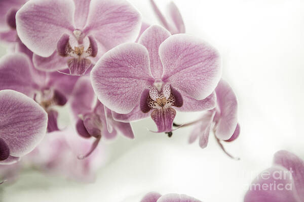 Asia Art Print featuring the photograph Orchid Pink Vintage #1 by Hannes Cmarits